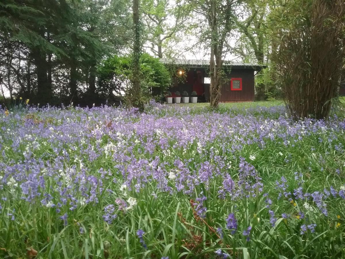 Caban Cwtch Villa Cenarth ภายนอก รูปภาพ